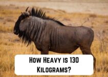 How Heavy is 130 Kilograms? (15 Common Comparisons)