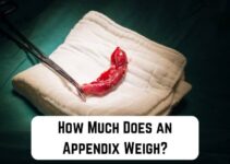 How Much Does an Appendix Weigh? (Detailed Guide)