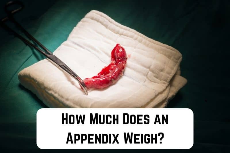 how-much-does-appendix-weigh