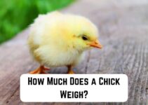 How Much Does a Chick Weigh? (Weekly Growth in Weight)