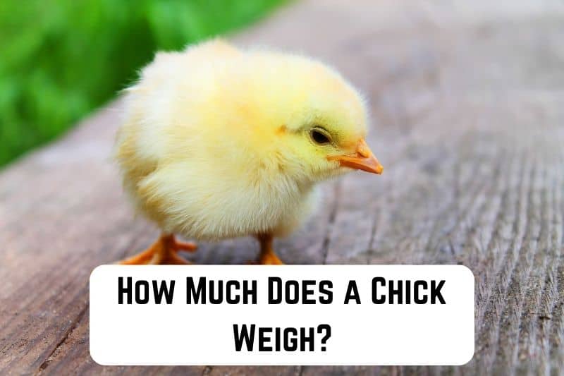 how-much-does-chick-weigh