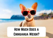 How Much Does a Chihuahua Weigh? (Detailed Guide)