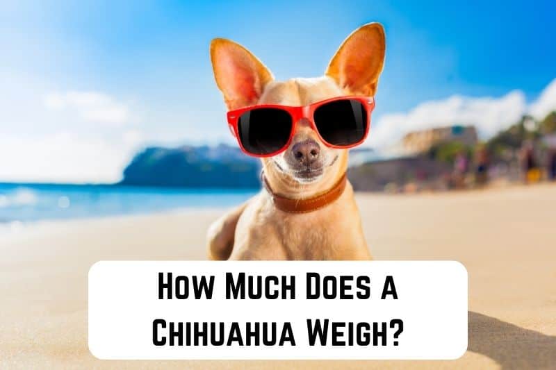 how-much-does-chihuahua-weigh