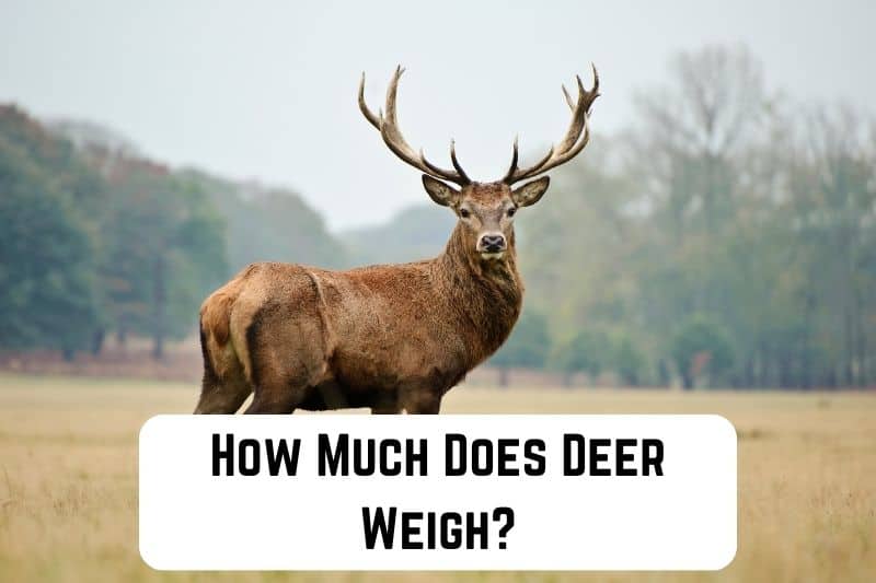 how-much-does-deer-weigh
