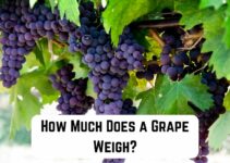 How Much Does a Grape Weigh? (Quick Guide)