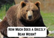 How Much Does a Grizzly Bear Weigh? (Detailed Guide)