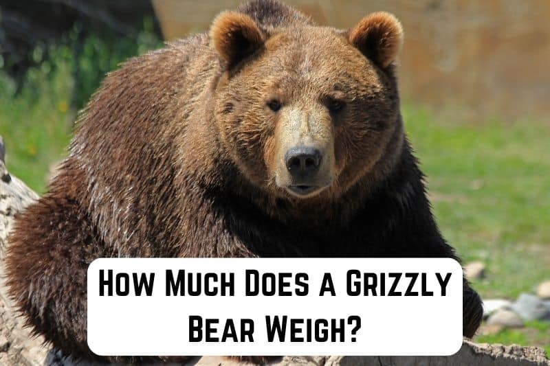 how-much-does-grizzly-bear-weigh