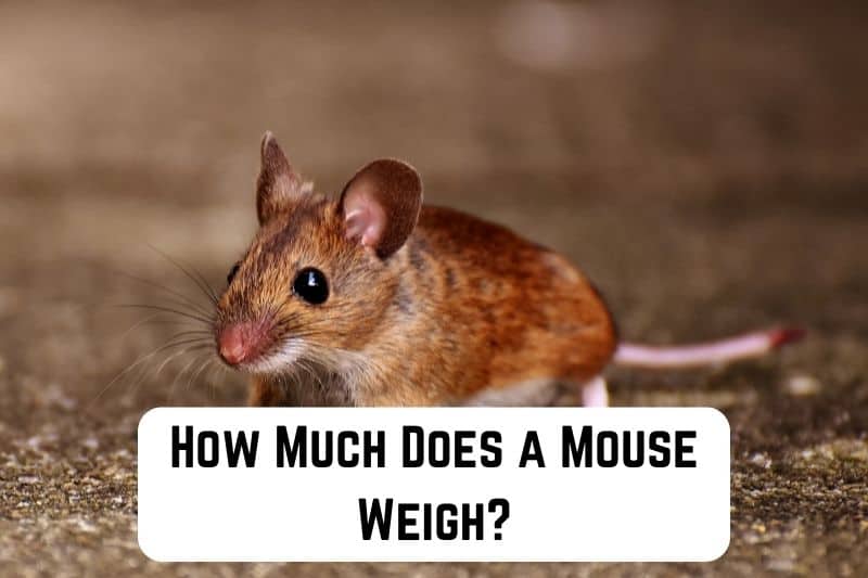how-much-does-mouse-weigh
