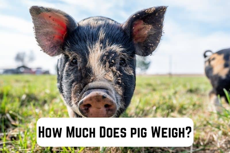how-much-does-pig-weigh