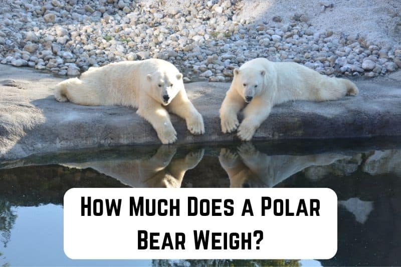 how-much-does-polar-bear-weigh