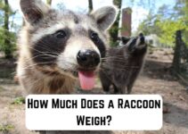 How Much Does a Raccoon Weigh?