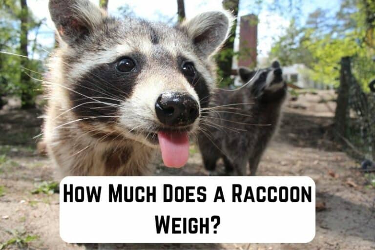 How Much Does a Raccoon Weigh? Measuringly