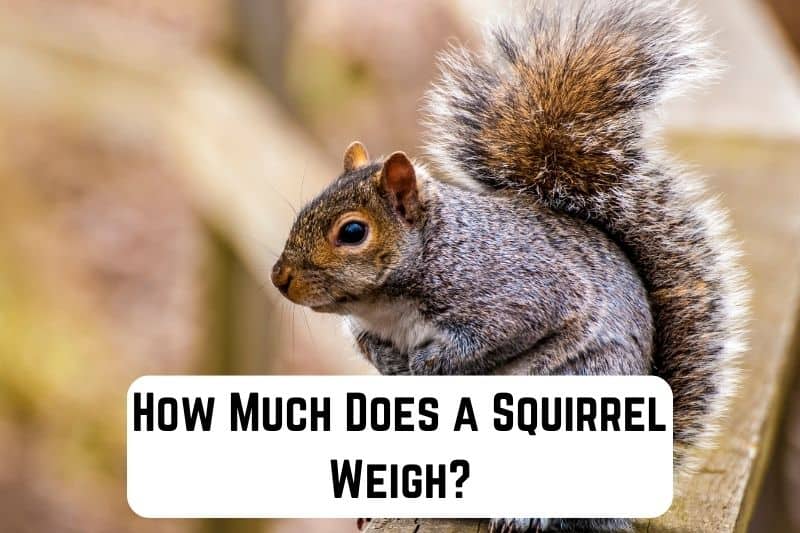 how-much-does-squirrel-weigh