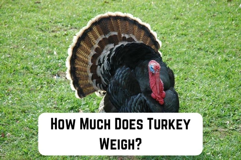 how-much-does-turkey-weigh