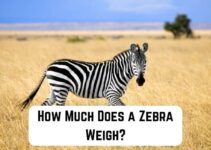 How Much Does a Zebra Weigh? (Explained)