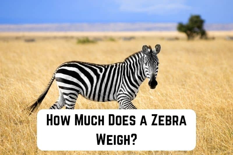 how-much-does-zebra-weigh