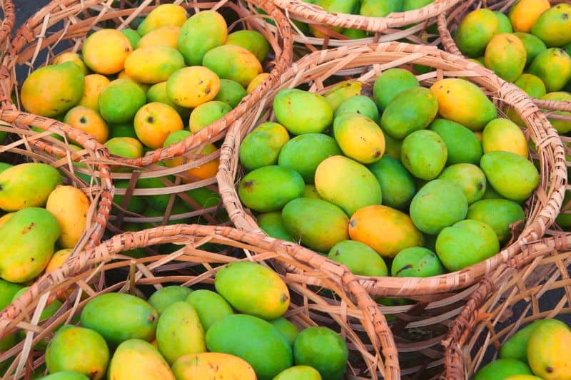 mangoes-in-basket