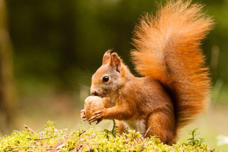 squirrel-with-nut