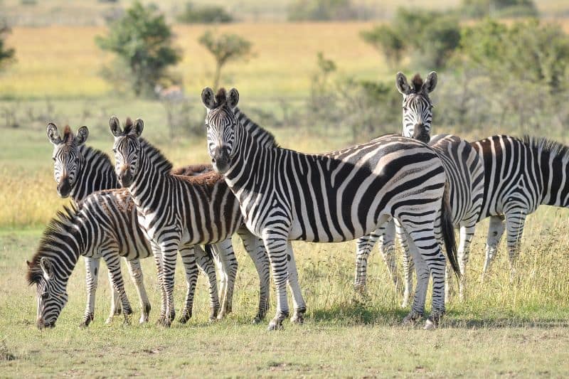 zebras-in-field