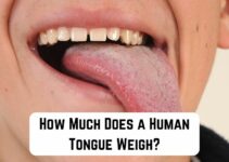 How Much Does a Human Tongue Weigh? (60 to 70 grams)