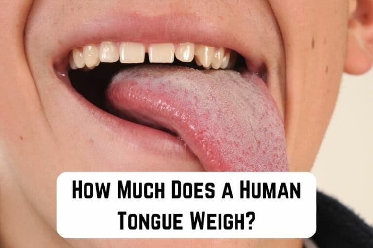 How Much Does a Human Tongue Weigh? (60 to 70 grams) Measuringly