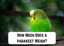 How Much Does a Parakeet Weigh? (Answered)
