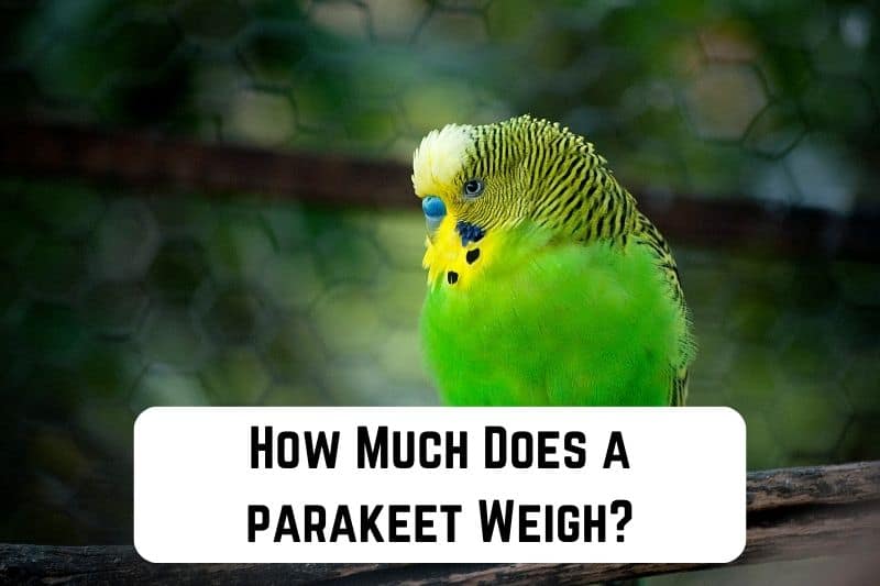 how-much-does-parakeet-weigh