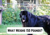 What Weighs 150 Pounds? 15 Common Comparisons (+Pics)