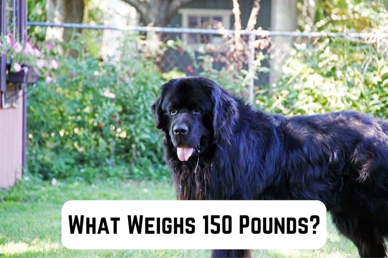 what-weighs-150-pounds
