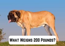 What Weighs 200 Pounds? 15 Common Comparisons (+Pics)