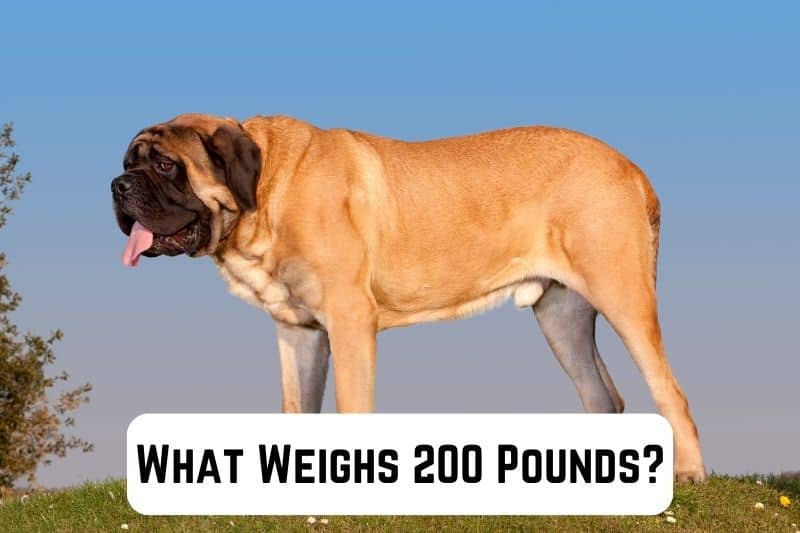 what-weighs-200-pounds