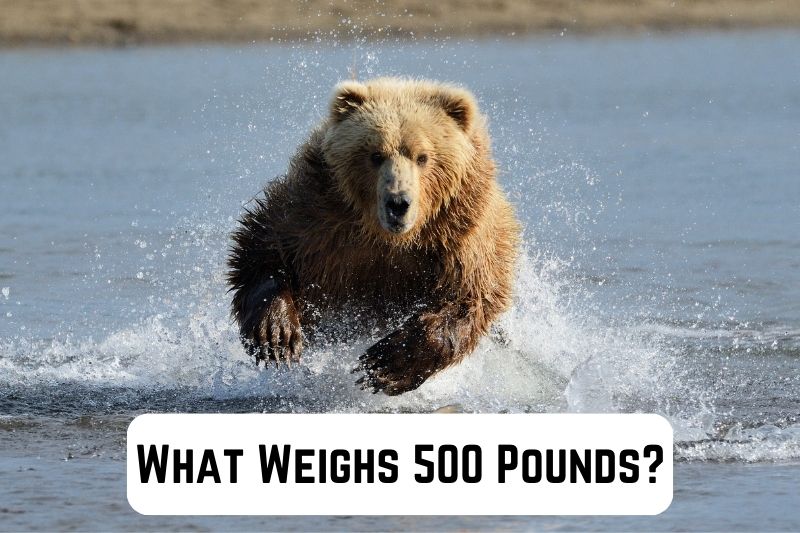 what-weighs-500-pounds